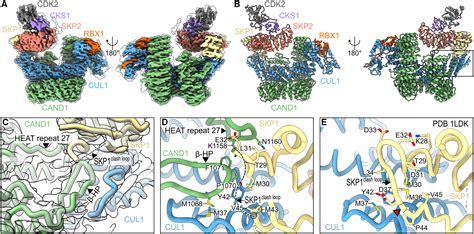 Structural And Mechanistic Insights Into The CAND1 Mediated SCF