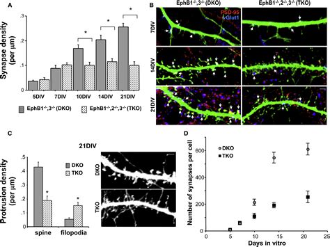 Ephb Receptors Couple Dendritic Filopodia Motility To Synapse Formation