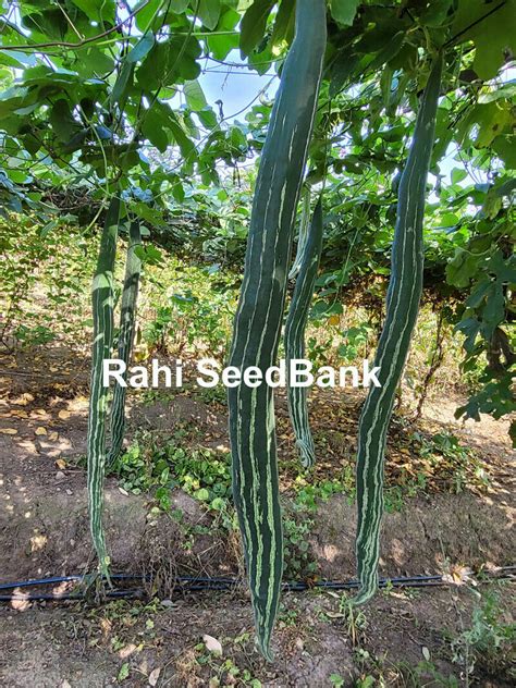 Snake Gourd Green King Chinese Cucumber Potlakaaya Pudalankaai