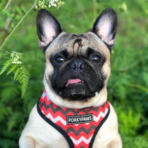 All About The French Bulldog Pug Mix (Frenchie Pug) | French bulldog ...