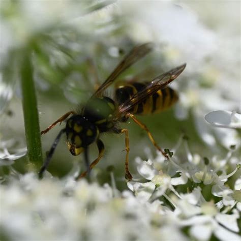 German Wasp - Friends of Heene Cemetery