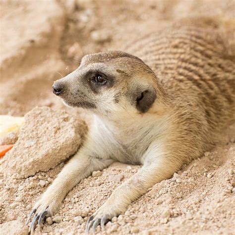 Sleeping Meerkat Stock Photos, Pictures & Royalty-Free Images - iStock