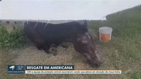 Guarda e equipe de proteção animal resgatam cavalo em condições de maus