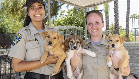 17 Captivating Facts About Animal Control Officer