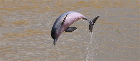 The state of river dolphin conservation - Whale & Dolphin Conservation USA