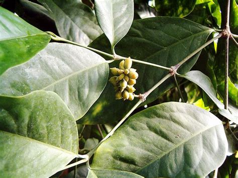 Gnetophyte Plant