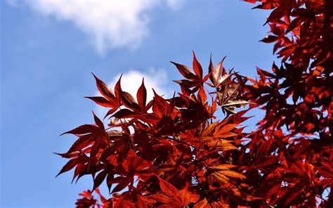 Japanischer Rotahorn Baum Rot Kostenloses Foto Auf Pixabay Pixabay