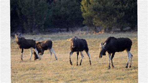 Elk herd by NatGeoWildFan on DeviantArt