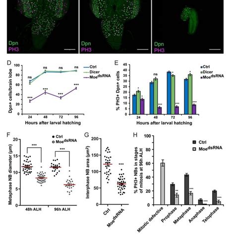 Slik Is Essential For Neuroblast Proliferation And Moesin Download