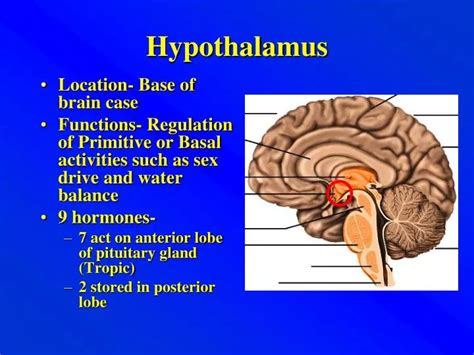 Hypothalamus Diagram And Functions Hypothalamus Function