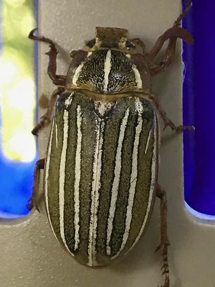 Ten Lined June Beetle Polyphylla Decemlineata Bugguidenet