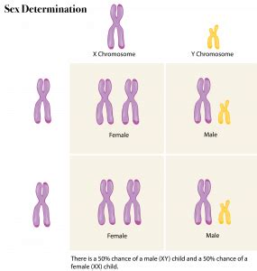 6 12 Sex Chromosomes The Evolution And Biology Of Sex