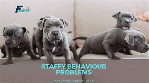 Staffy Behaviour Problems 4 Top Training Tips To Transform