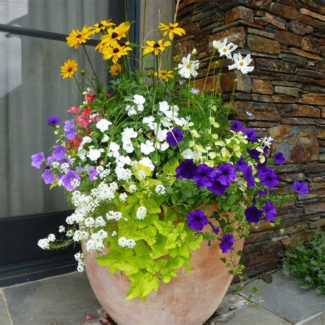 Common Types Of Potted Flowers at Scott Mcrae blog