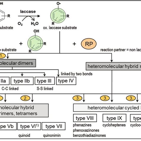 1 Catalytic Cycle Of Laccase Mediated Substrate Oxidation Download