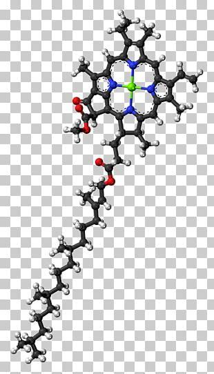 Chlorophyll A Chlorophyll B Structure Photosynthesis PNG, Clipart ...