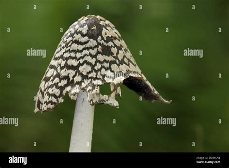 Cap Of Coprinopsis Picacea Coprinus Picaceus Mushroom Cap Detail