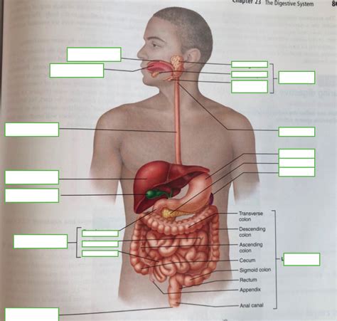 Digestive Organs Diagram Quizlet