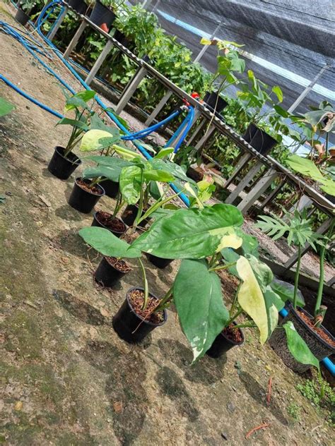 Syngonium Chiapense Variegated For Sale Pot Greenboog