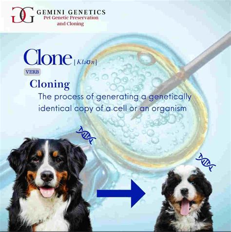 Pet Cloning Genetic Preservation By Gemini Genetics