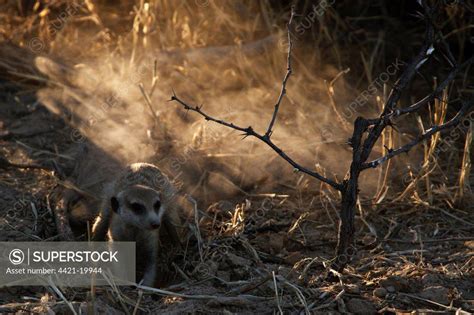 Meerkat Suricata Suricatta Adult Digging In Sand Kalahari Meerkat