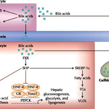 FXR And TGR5 Mediated Regulation Of Bile Acid Synthesis And Lipid And