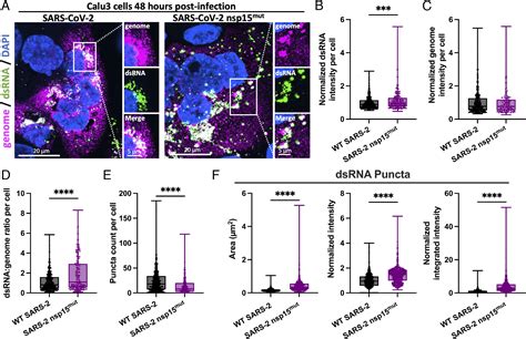 Sars Cov 2 Nsp15 Endoribonuclease Antagonizes Dsrna Induced Antiviral