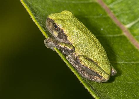 Gray Treefrog From Rockland County NY USA On August 6 2018 At 11 59