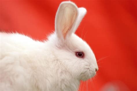 Cabeza De Primer Plano De Conejo Blanco Sobre Fondo Rojo Foto Premium