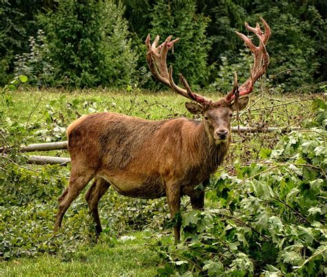 Deer Red Antler Free Photo On Pixabay Pixabay