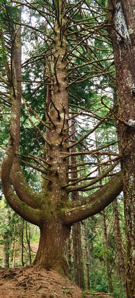 Madeira 2024 Parque Florestal Das Queimadas Is A Natural T Flickr