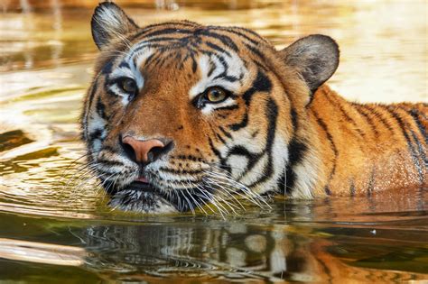 Tiger Bites Arm Of Man Reaching Into Enclosure At Florida Zoo