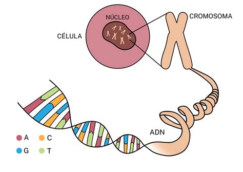 ¿cómo Se Produce El Adn