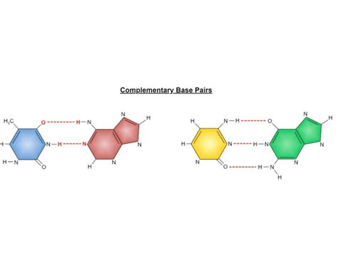 Complementary Nitrogenous Base-Pairs Quiz