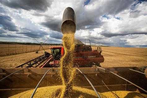 Colheita De Soja Do Brasil Avan A A Da Rea Diz Agrural