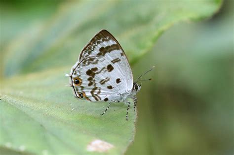 Wallpaper Common Indigo Ciliate Blue Anthene Sylvanus Kakum