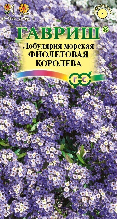 Лобулярия Фиолетовая королева