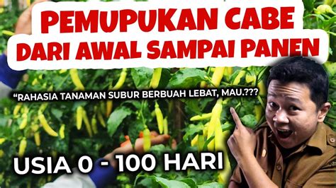 PALING LENGKAP RAHASIA PEMUPUKAN TANAMAN CABE DARI AWAL SAMPAI PANEN