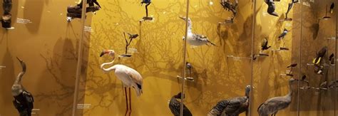 Museo De Las Aves De M Xico