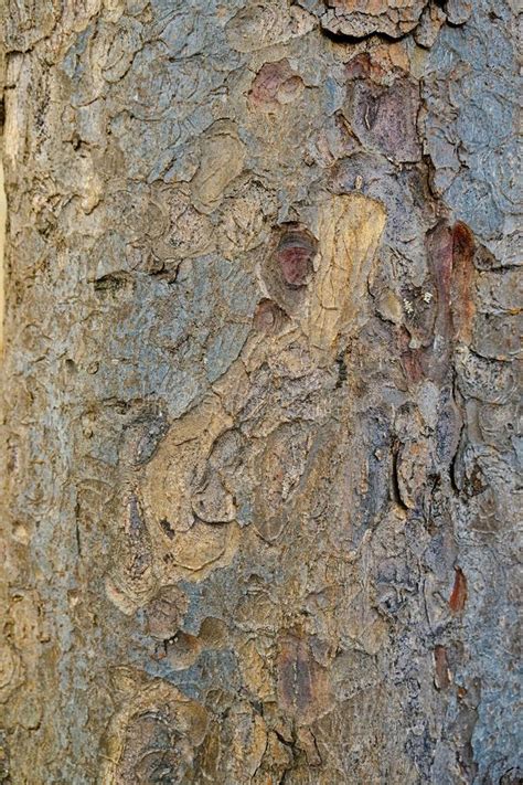 Abstract Earth Coloured Bark Pattern Stock Image Image Of Bark