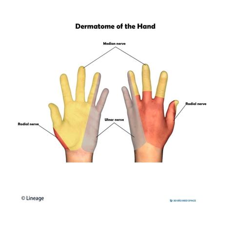 Dermatome Chart Definition Dermatomes Chart And Map The Best Porn Website