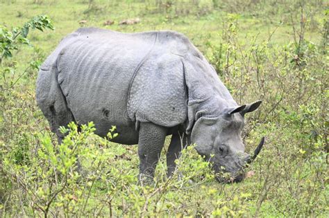 An Indian Rhinoceros stock photo. Image of freedom, moving - 323118392