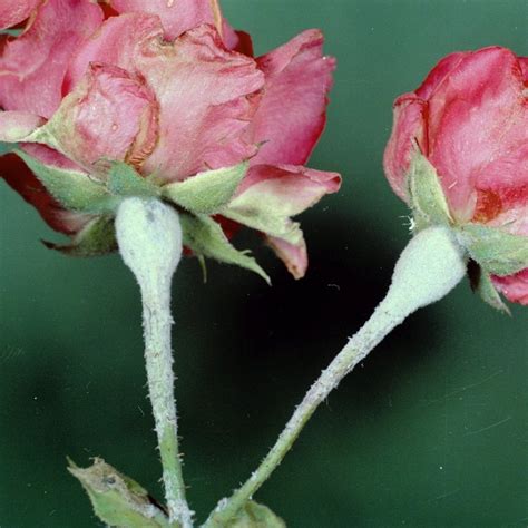 Rose Powdery Mildew