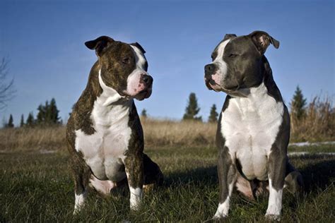 American Staffordshire Terrier Puppies for Sale from Reputable Dog Breeders