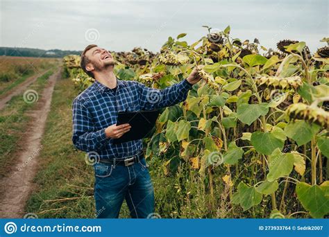 Agronomist Holds Tablet Touch Pad Computer In The Sunflower Field And