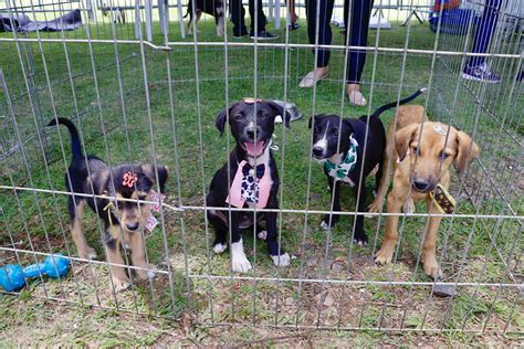 Feira de adoção pet da Prefeitura de Suzano tem nova edição no Parque