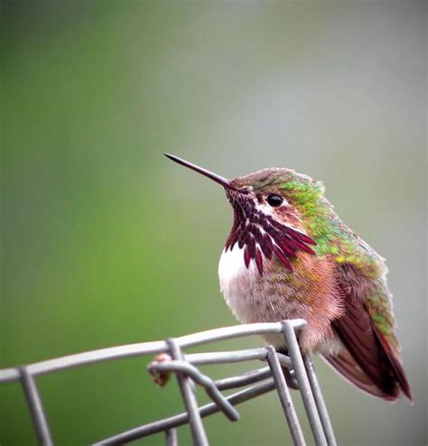 Calliope Hummingbird Guide Selasphorus Calliope Birding Insider