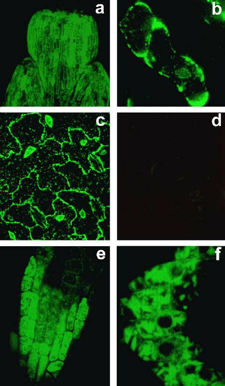 Immunoelectron Microscopy Localization Of The Flor And Flor Gfp