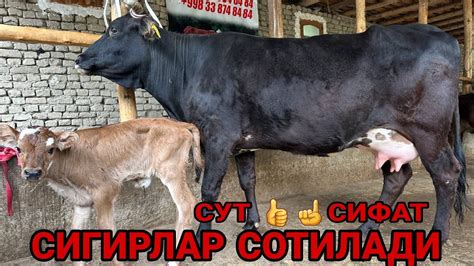 ШОМИРОДНИ БОЗОРИДА 3 ТА СИГИРЛАР ГУМОНИ БОР СИГИР СОТИЛАДИ SOTILADIGON ...