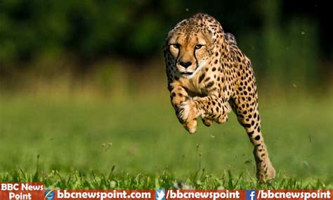 Top 10 Fastest Animals In The World 2017 Bbc News Point